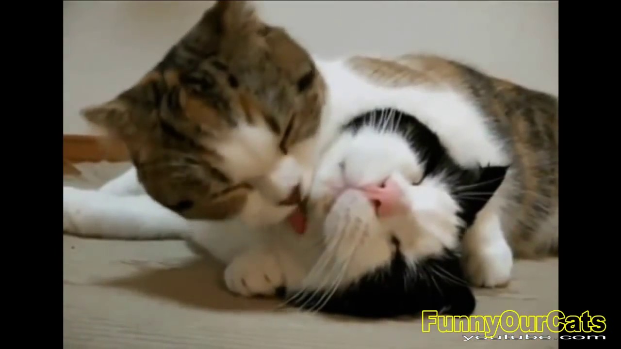Video Kucing Lucu Terbaik 2017 Kompilasi Kucing Lucu Terbaik YouTube