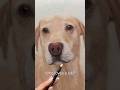 Realistic Labradors| coloured pencil drawings | Dog Art Shorts