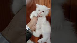 Persian white kitten 🐈‍⬛🐾 #catlover #shorts #pets by persian cat Gujranwala 362 views 3 months ago 1 minute, 2 seconds