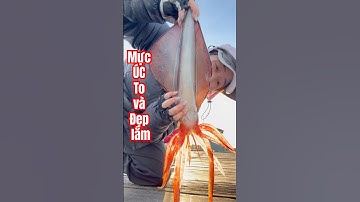 🇦🇺#shorts CON MỰC ỐNG Úc Khổng lồ màu đỏ rực #GiantSquid #fishingaustralia #fishing