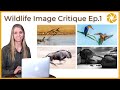 Wildlife Photo Critique Ep1