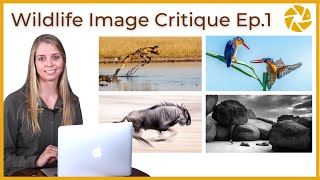 Wildlife Photo Critique Ep1