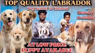 labrador dog low price Selling farm in Chennai⁉|#pets#labrador#dog#yt#farm#labradorretriever