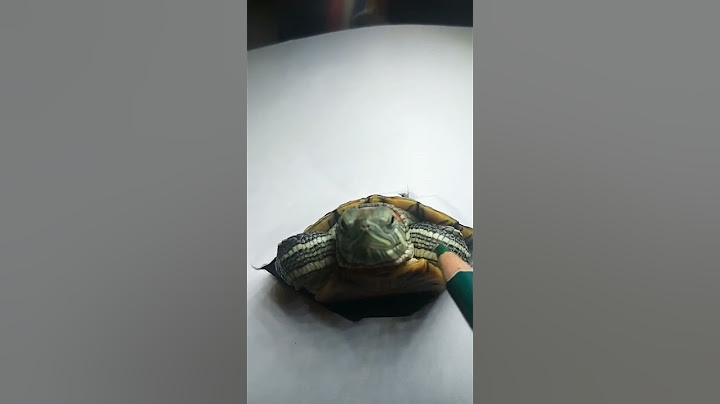 hyper realistic tortoise drawing #shorts #viraltrending #drawing