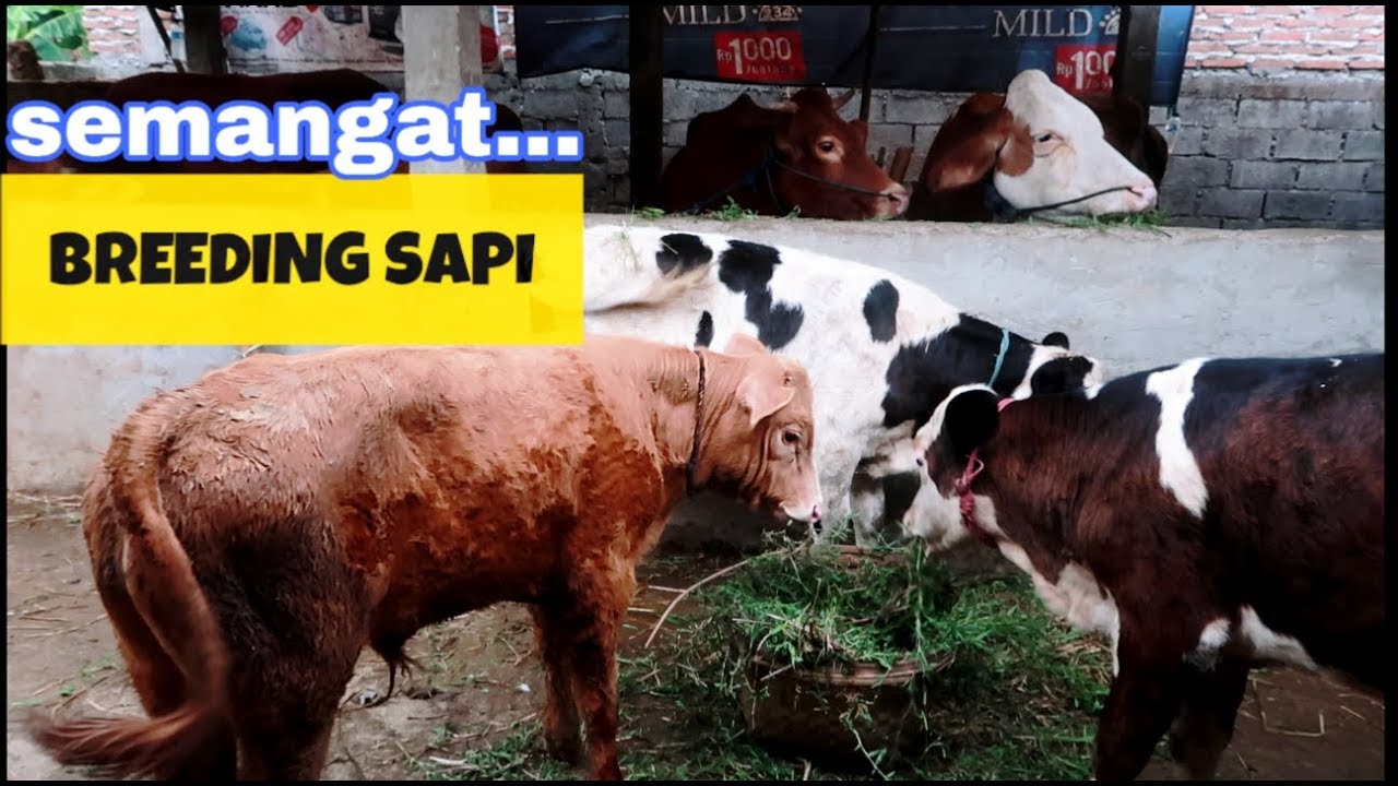 BREEDING SAPI  MAKAN  SIANG RUMPUT  YouTube