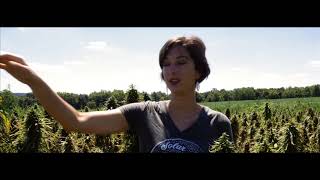 Kentucky Hemp Works -- Eclipse Hemp