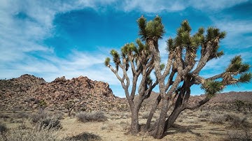 🎥 Joshua Tree Stock Footage |  4K Royalty free stock video footage