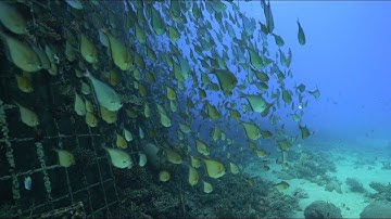 What are the minimal conditions to make animals like fish or birds stay together in a swarm?