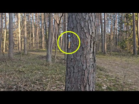 Что то странное на дереве в лесу. Я так и не понял для чего это?