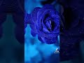 Blue lover whats app status blue colour dpz i love blue