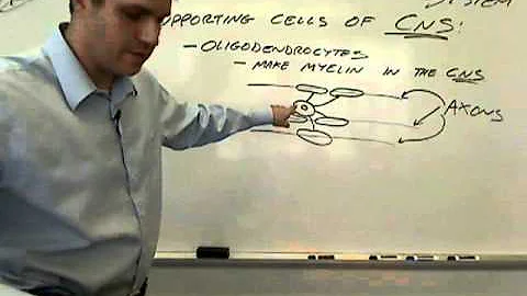 01 supporting cells of the nervous system 01.wmv