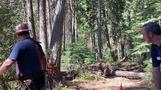 Logging Cedar For Firewood. With The Husqvarna 395Xp. And The Tree Eats The Jack