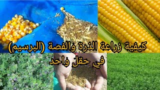 كيفية زراعة الذرة والفصة (البرسيم) في حقل واحد ️