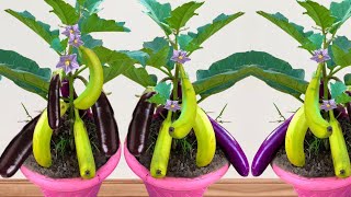 How To Growing Eggplant With Banana​ | Grafting Eggplant