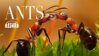 🐜🐛🐜 Ants ASMR - 2 HOURS - Sounds and noises - whispering & touching - relax meditation screenshot 5