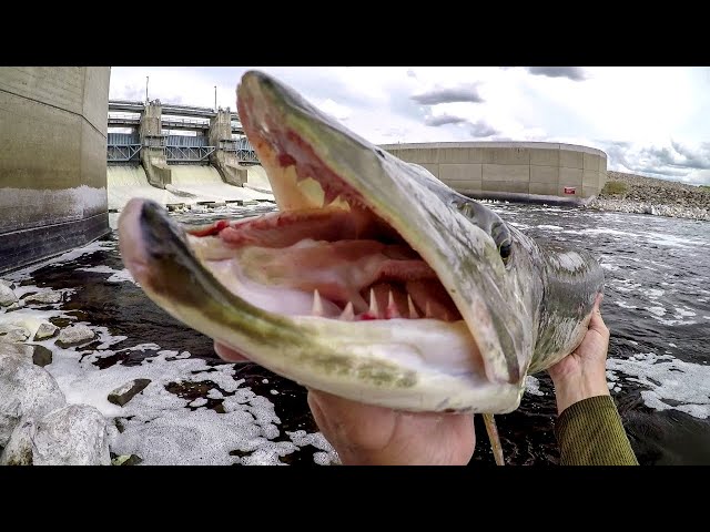 Fishing For Spillway MONSTERS! 