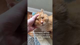 His 20-yeard-old cat wasn‘t waking up 🤯 #shorts #cat Profile