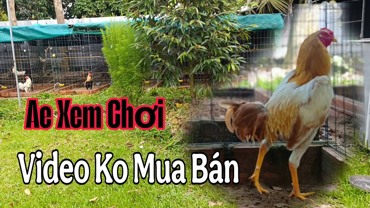 03.09.2025 MỘT VÒNG KHU NUÔI GÀ, TRẠI GÀ THANH CẢNH
