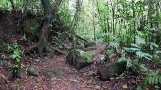 Walking Tour Peruvian Andean Forest. Nature Sounds