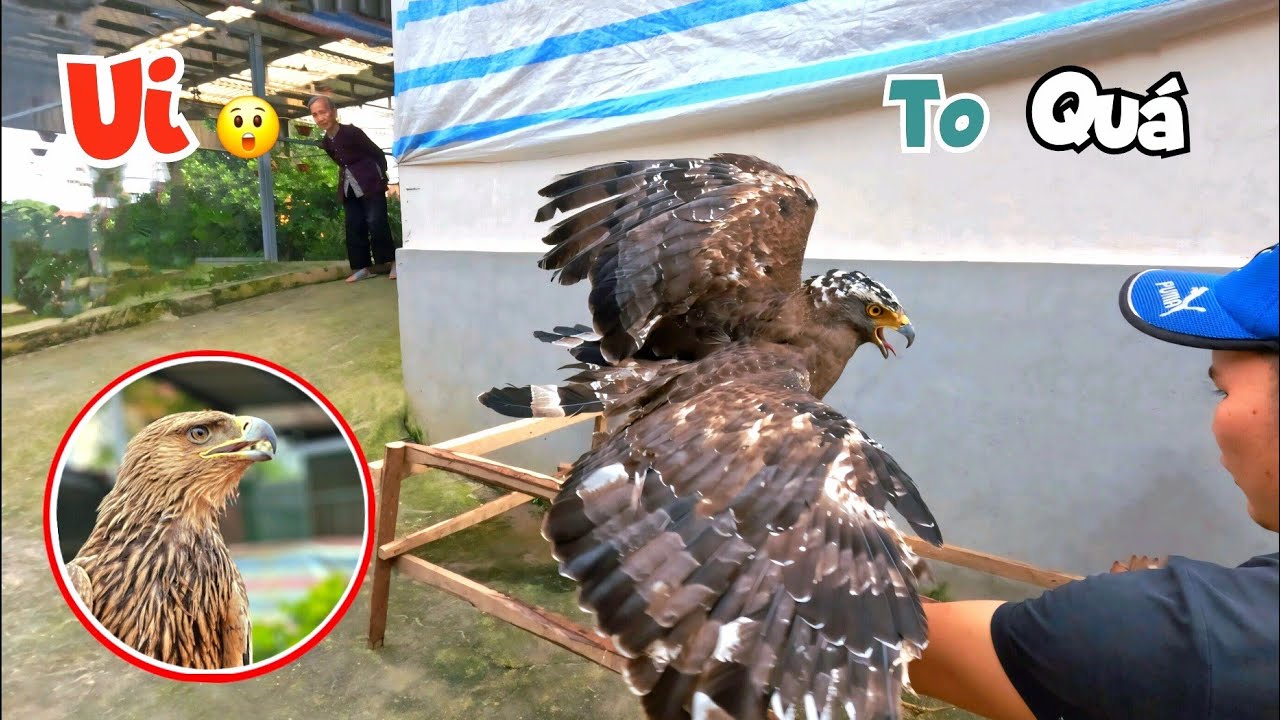 Bất Ngờ Nhận Được Rất Nhiều Cuộc Gọi Từ Người Dân Gửi Nuôi Thêm Đại Bàng To Quý Hiếm / Quế Nghịch