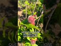 Si mangia…. #shortvideo #farming #agricoltura #frutta