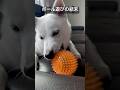 北海道犬おもちボール遊びの結末 #アイヌ犬 #おもち