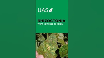 RHIZOCTONIA in soybeans  #farming #seedtreatment