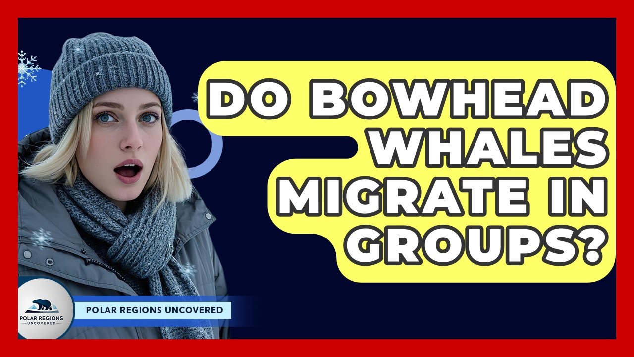 Do Bowhead Whales Migrate In Groups? - Polar Regions Uncovered