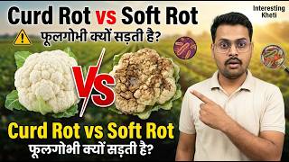 फूलगोभी क्यों सड़ती है? फूलगोभी और अन्य 'कोल' फसलों में कर्ड रॉट बनाम सॉफ्ट रॉट | फूलगोभी के रोग ... screenshot 3