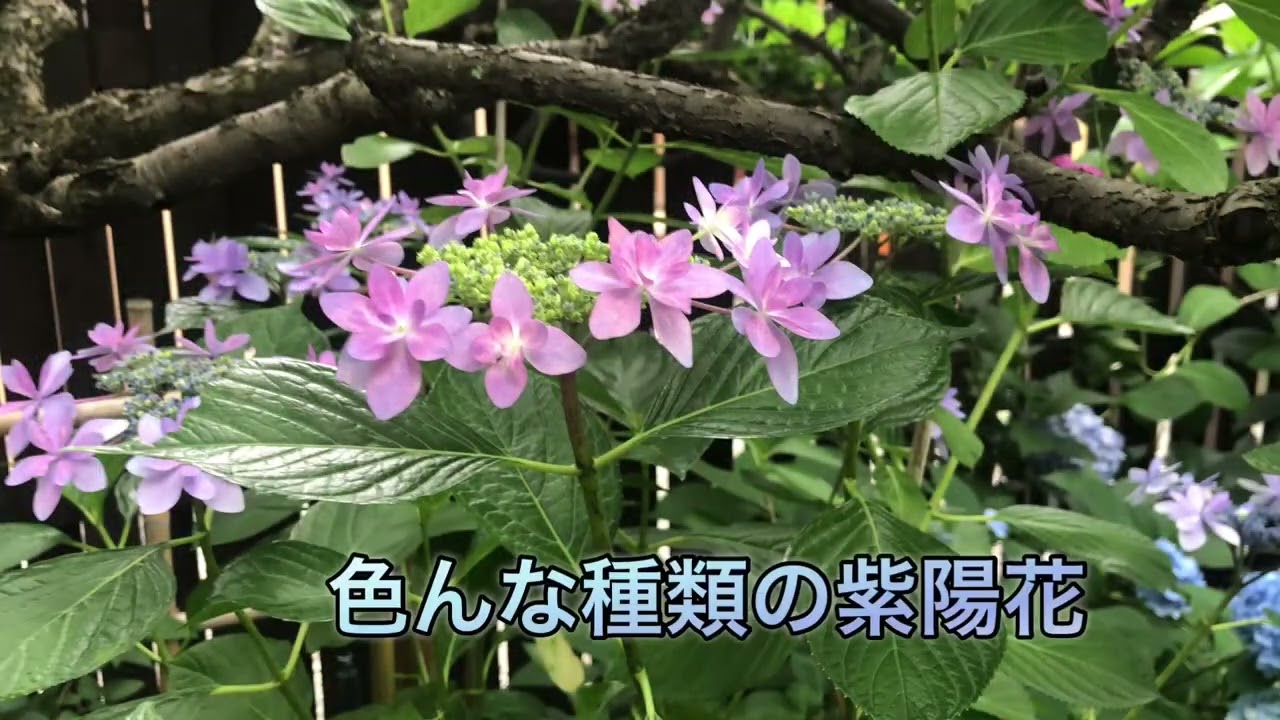 2024.6.22 大阪府池田市和食懐石がんこ池田石橋苑のアフタヌーンティーのコースと兵庫県川西市頼光寺（あじさい寺）