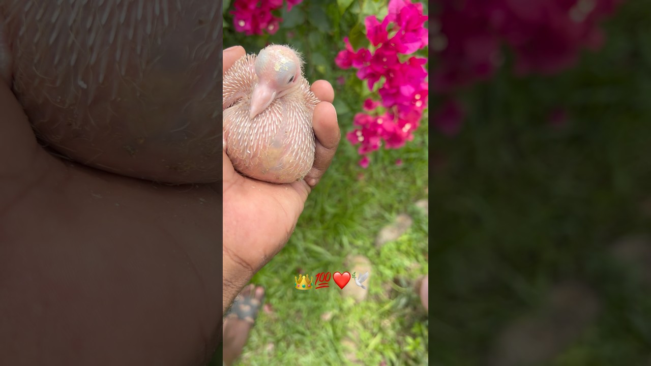 New viral breed Kabutar 💯👑🔥