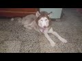 Husky đẹp vô đối