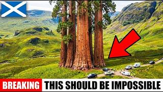 Californias Giant Sequoias Are Thriving In Scotland Heres Why