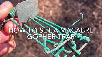 How to set a Macabee gopher trap