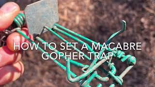 How to set a Macabee gopher trap