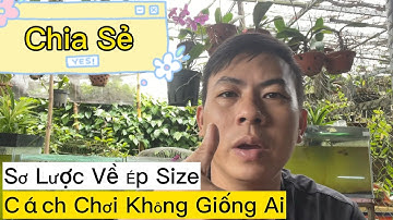 Chia Sẻ Sơ Lược Về Cách Chơi Gọi Là Ép Size Cá Lóc Cảnh | Cách Chơi Không Giống Ai