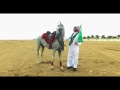 سليم العريقه