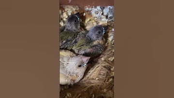 Thumbnail of #cheksound #birds #europeangoldfinch #birdslover #finches #birdingparadise #pets #iphone #song