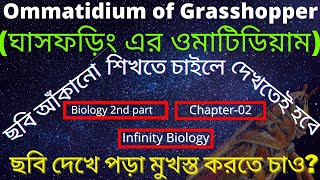 Ommatidium of Grasshopper||ঘাসফড়িং এর ওমাটিডিয়াম || structure &amp; function বাংলায়।