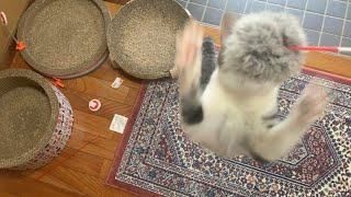 猫跳んじゃった。