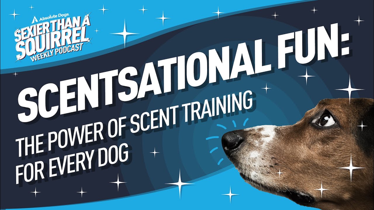 Scentsational Fun: The Power of Scent Training for Every Dog - YouTube