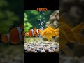 Clownfish vs Goldfish: Which Fish Reigns Supreme? 🐠