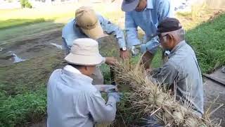 大きいしめ縄の作り方（大神社）福山市瀬戸町長和