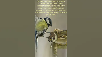 а сколько живут синицы?  \  and how long do tits live?