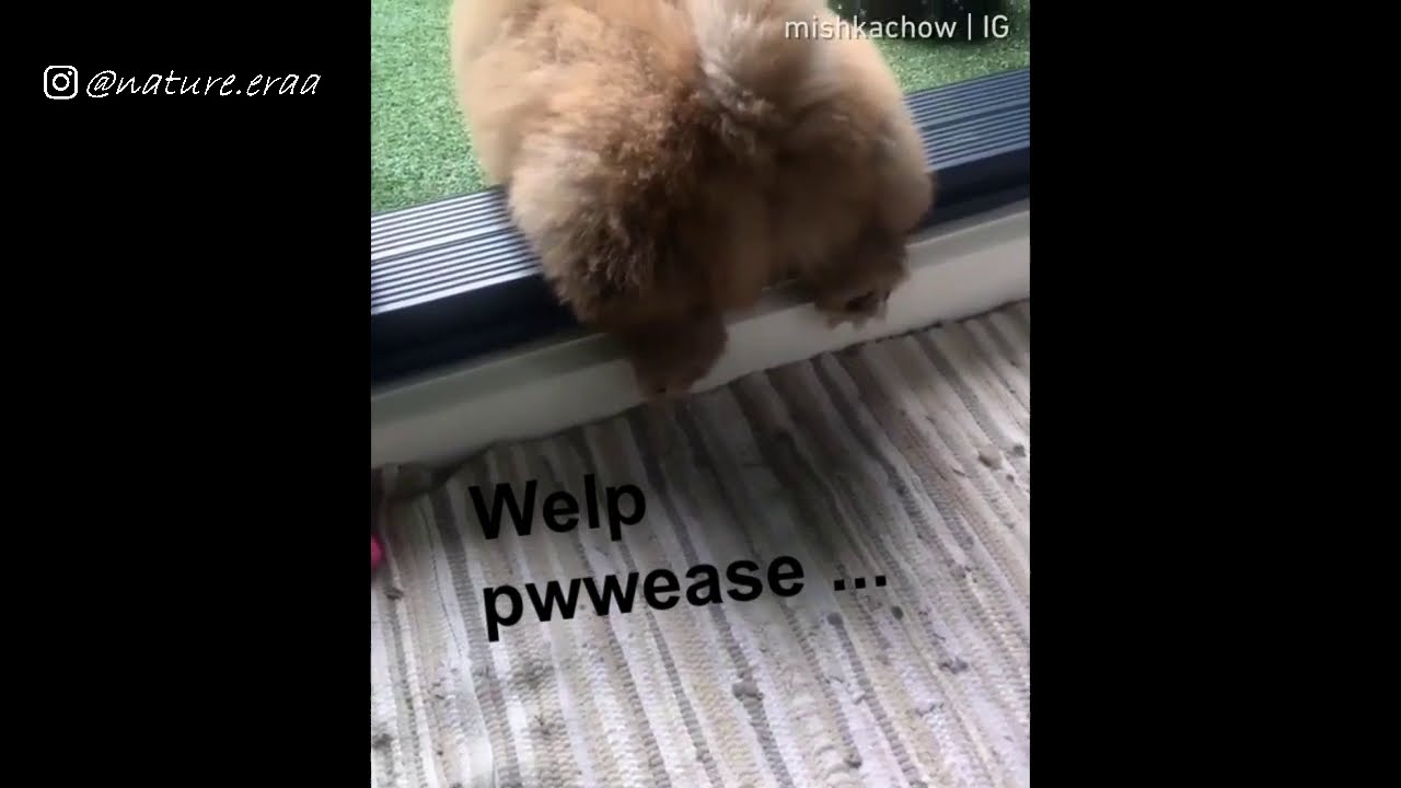 Animal Voice 7 - dad… i'm stuck