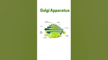 The Golgi Apparatus: The Cell’s Packaging and Delivery System!