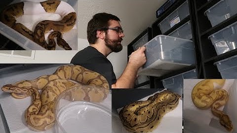 New Ball Python Racks PLUS Collection tour!!!!!!