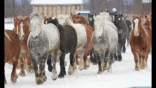 冬の馬追い運動