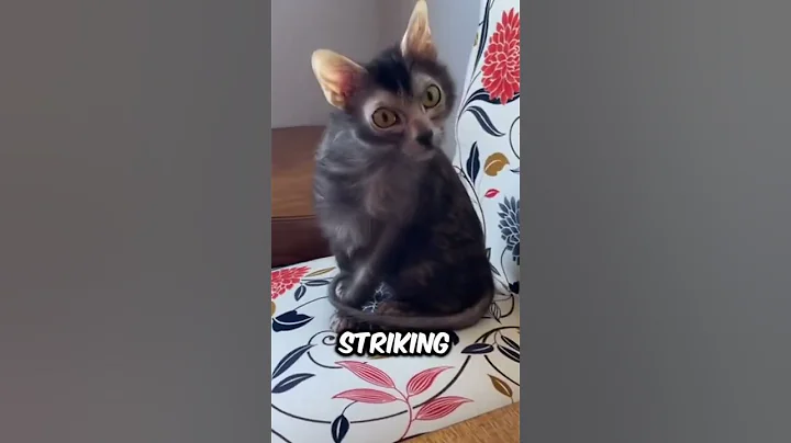Watch the video about Discover Lykoi Cat the cute werewolf cat pet breed #lykoi #lykoicat #animals #pets