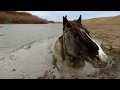 Спасение Лошади из ПУЧИНЫ. Казахстан /Amazing Horse Rescue/ GGGKaiser